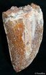 / Carcharodontosaurus Tooth - Moroccan T-Rex #2466-1